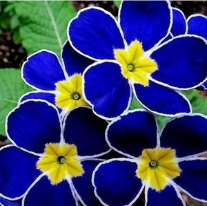 Meet your Posher, Heidi